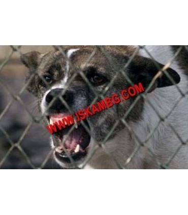 Кучегон - уред за защита (и дресиране) от кучета