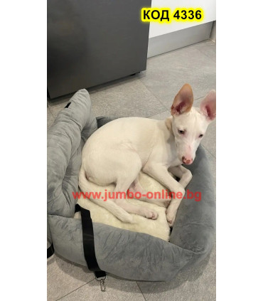 Столче за автомобил за малки кучета и легло 2 в 1